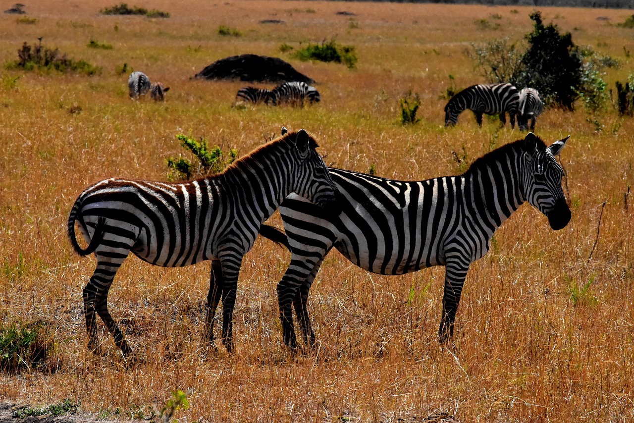 6 day masai mara safari from nairobi